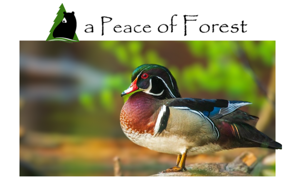 Greater Portland Land Trusts Host: A Peace of Forest Film Screening